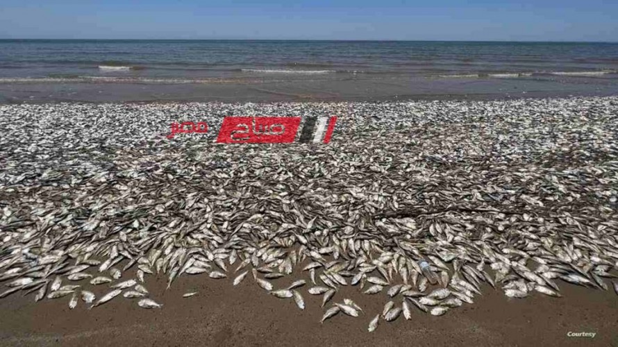الكشف عن حقيقة بيع أسماك نافقة في مختلف الأسواق المصرية