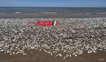 الكشف عن حقيقة بيع أسماك نافقة في مختلف الأسواق المصرية