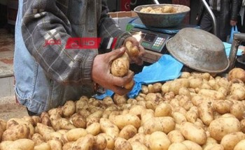 إنهيار أسعار البطاطس في دمياط مع بداية حصاد المحصول الجديد .. تعرف عليها