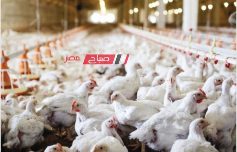 قائمة أسعار الدواجن والبيض اليوم الخميس 1-2-2024 في السوق المصري