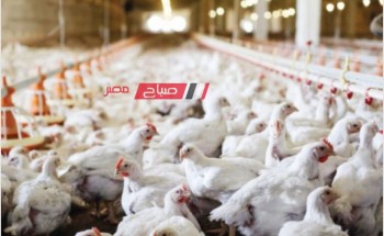 استقرار أسعار الدواجن والبيض اليوم الجمعة 16-2-2024 في السوق المصري