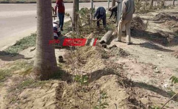 محلية رأس البر بدمياط تواصل فعاليات المبادرة الرئاسية 100 مليون شجرة