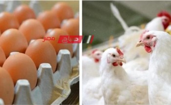 تعرف على احدث أسعار الدواجن والبيض اليوم الاربعاء 20-3-2024 في السوق المصري