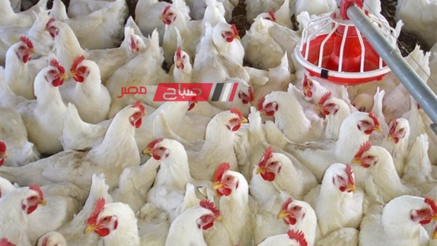 ننشر متوسط أسعار الدواجن والبيض بحسب المستهلك المصري في اليوم الجمعة 22-3-2024