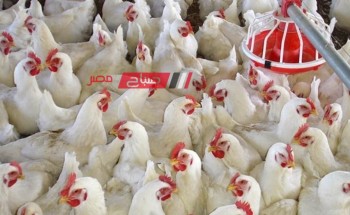 ننشر متوسط أسعار الدواجن والبيض بحسب المستهلك المصري في اليوم الجمعة 22-3-2024