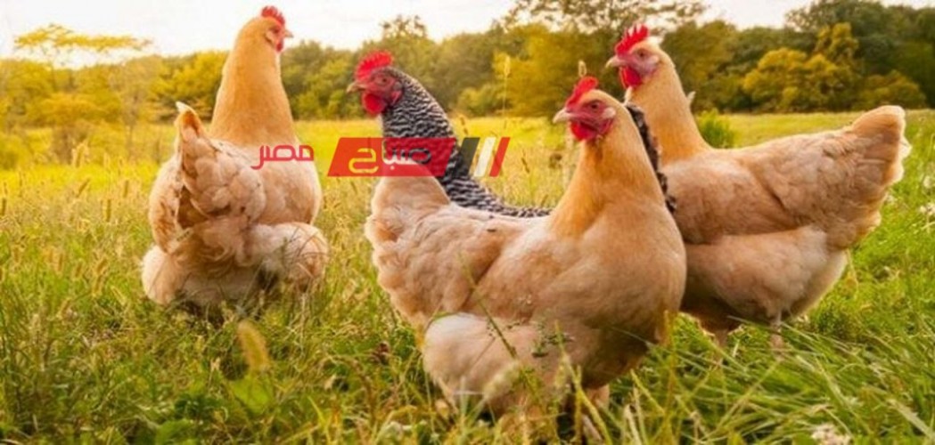 قائمة أسعار الدواجن والبيض اليوم الاثنين 11-3-2024 في السوق المصري