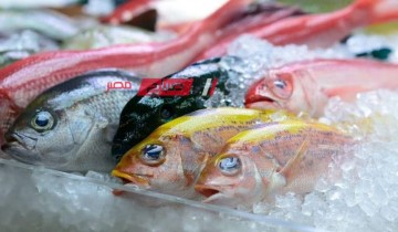 ثبات أسعار اللحوم والأسماك اليوم الجمعة 26-4-2024 بالاسواق المصرية