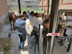 فحص 920 حالة ضمن فعاليات القافله البيطرية المجانيه بقرية العنانية في دمياط .. لدعم الثروة الحيوانية 29 C35895C1 ED80 4741 9194 A76B50706D16